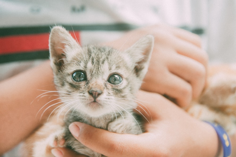 person holding silver tabby kitten