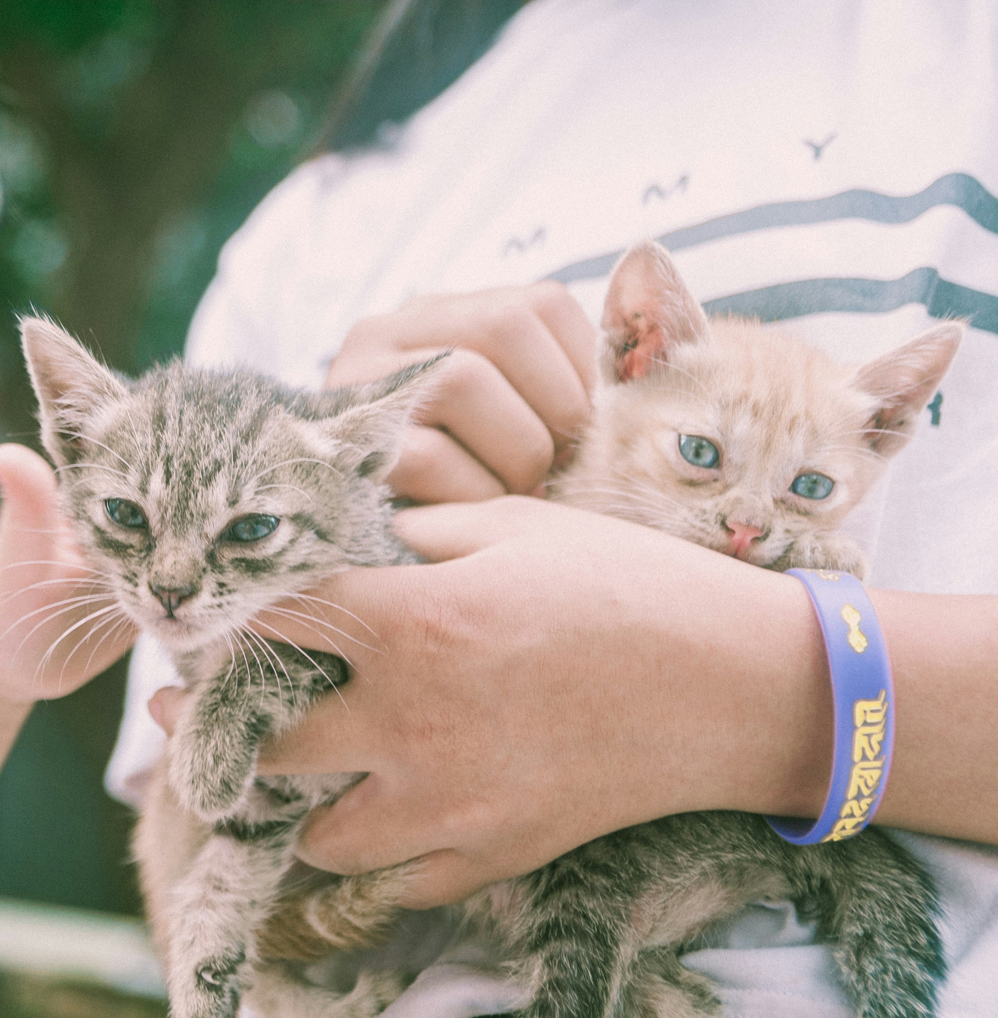 person holding silver tabby kitten
