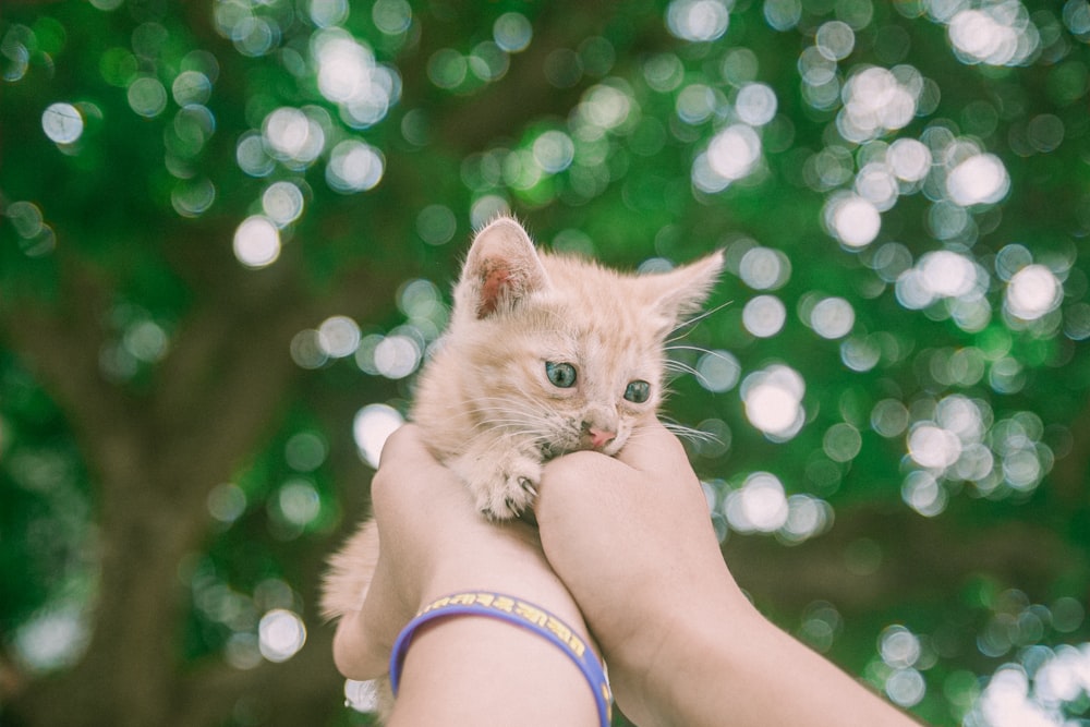 orange tabby kitten on persons hand