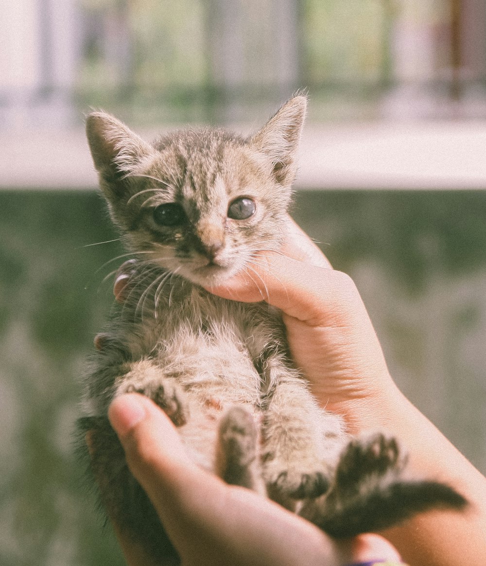 person holding silver tabby kitten