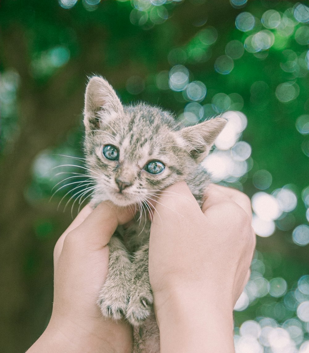 person holding silver tabby kitten