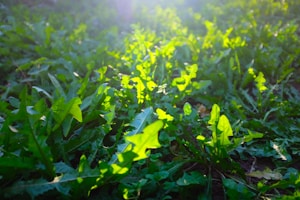 Eco Pesticide Spray