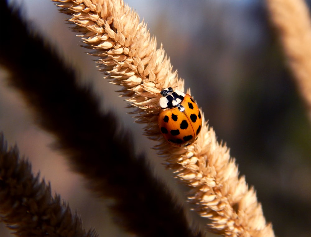 orange and black ladybug on brown wheat