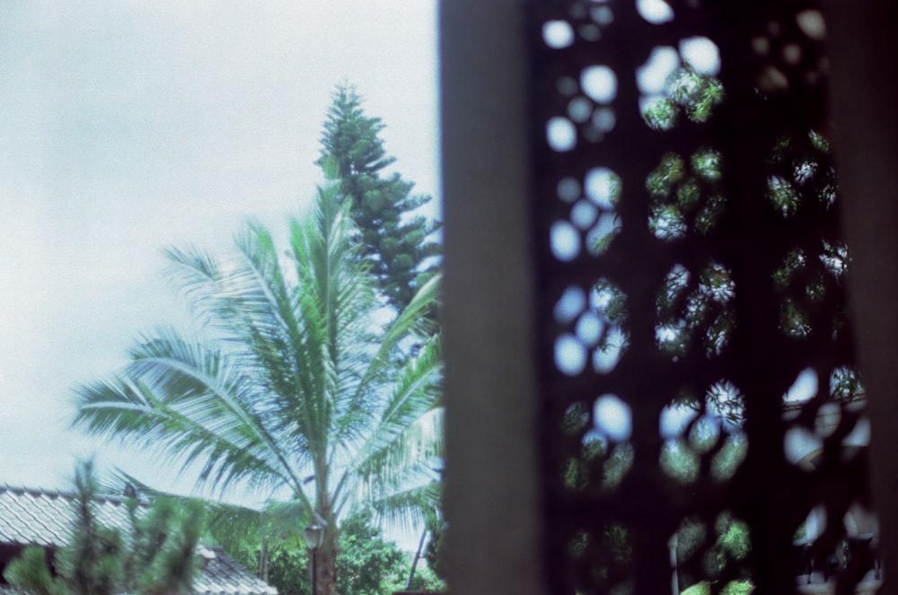 green palm tree near white wall