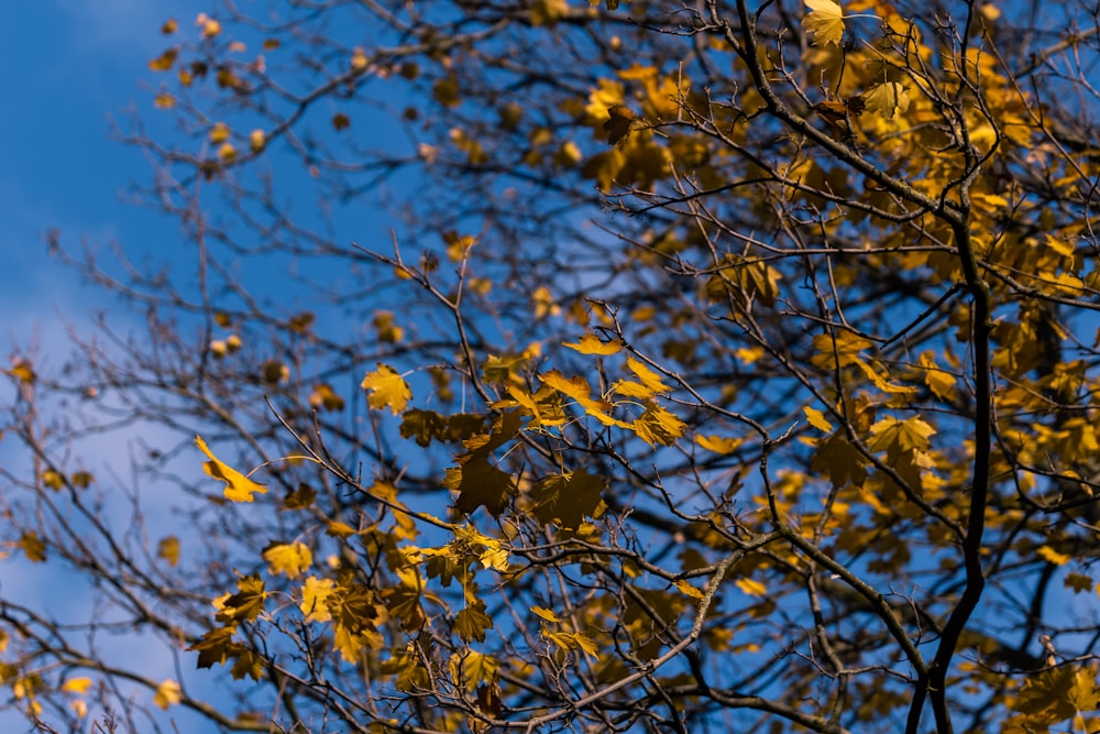 yellow leaves on tree branch during daytime