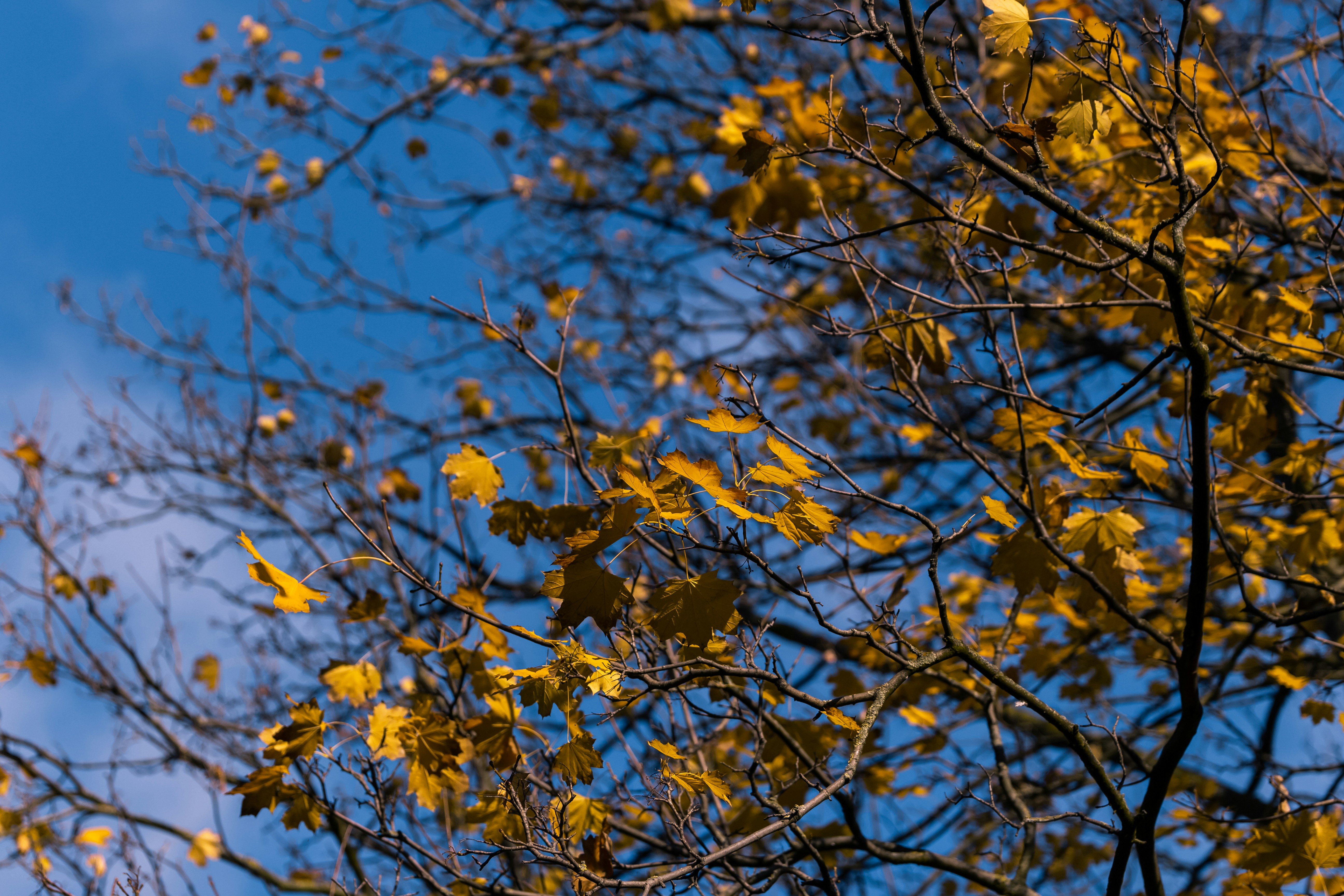 yellow leaves on tree branch during daytime