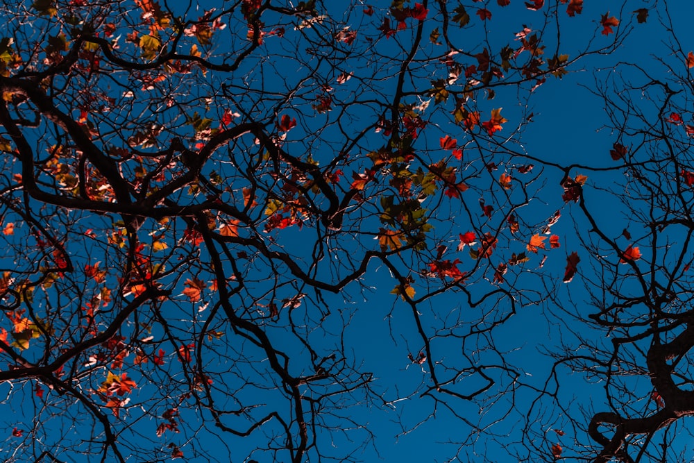 red leaves on tree branch during daytime