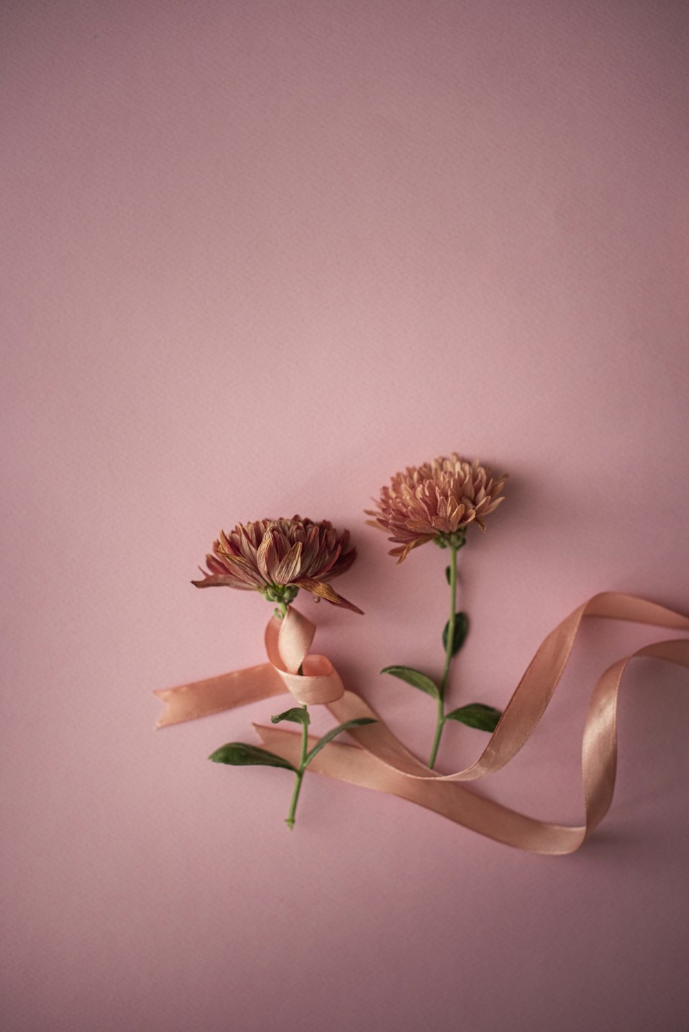 pink and white flower on pink surface