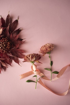 Two chrysanthemum flowers lie on a pink surface, with a peach-colored ribbon wrapped around one of the stems. To the left, there is a large flower arrangement with deep red leaves and petals. The overall composition is delicate and aesthetically pleasing.