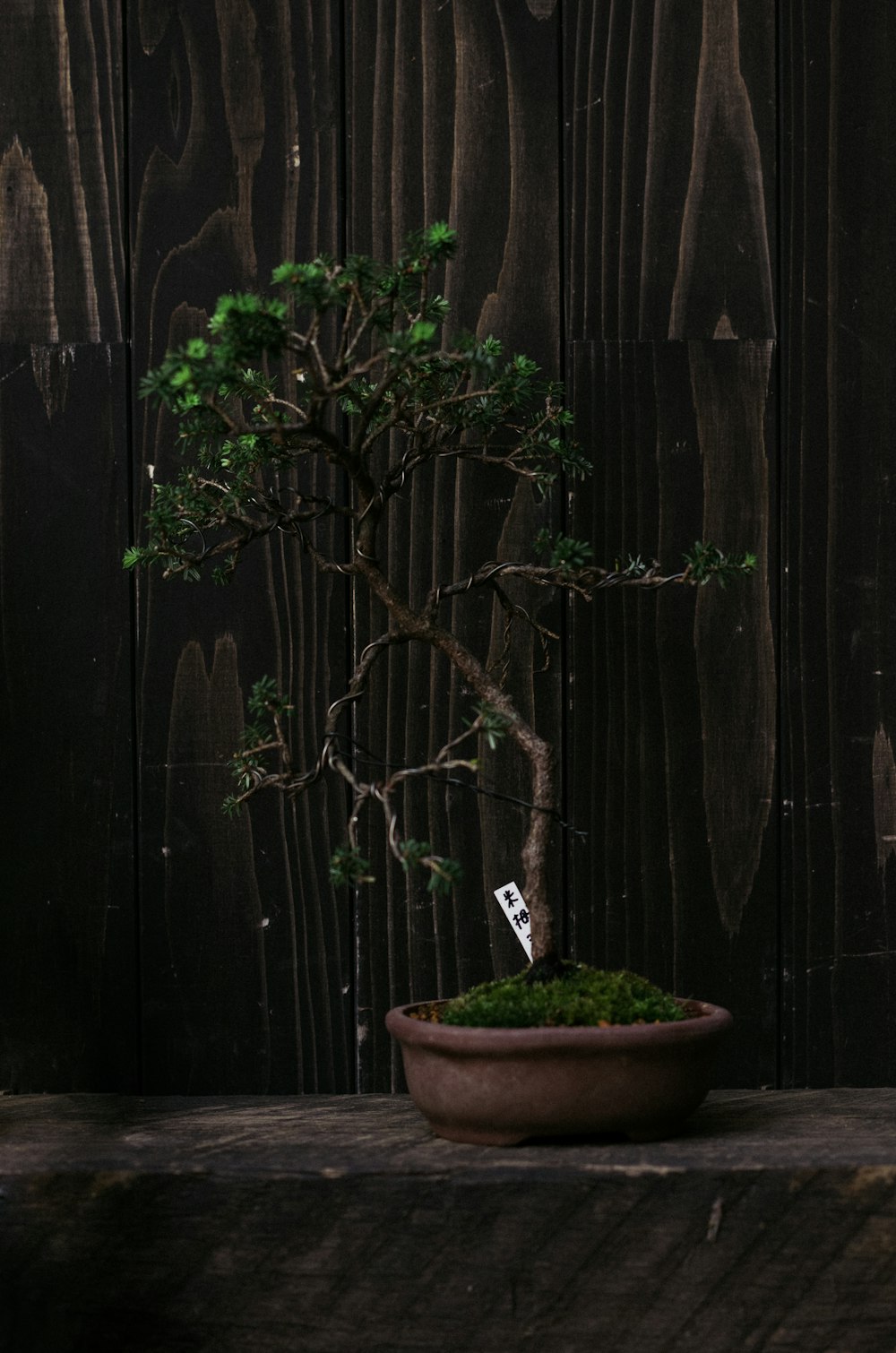 green plant on brown clay pot