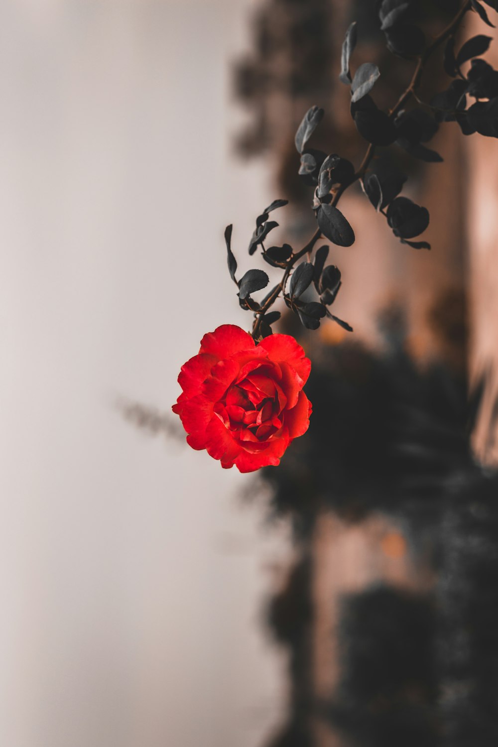 red rose in bloom during daytime