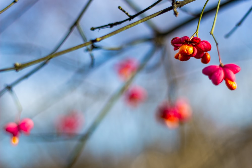 red flowers on brown tree branch