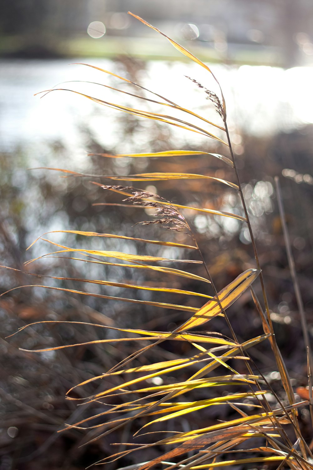 brown grass in tilt shift lens