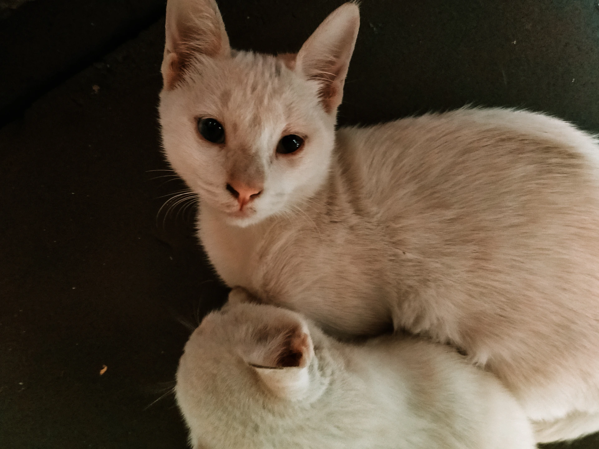 A charming side-by-side photo showing a curious kitten and a friendly puppy looking towards the camera.