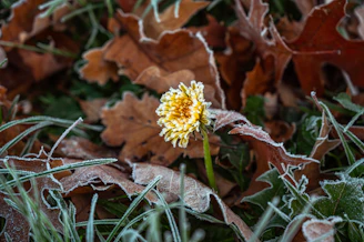 Frost-kissed flowers showcasing late autumn beauty in the garden.
