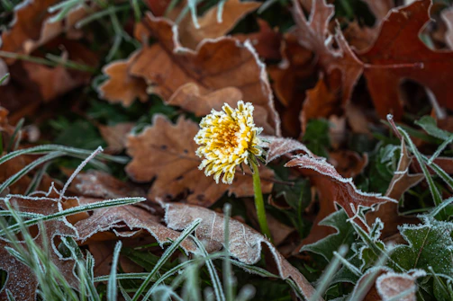 Frost-kissed flowers showcasing late autumn beauty in the garden.