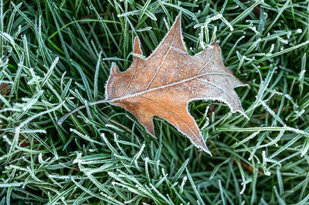 brown maple leaf on green grass