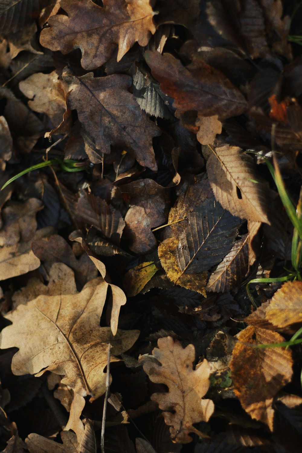 Feuilles séchées brunes sur le sol