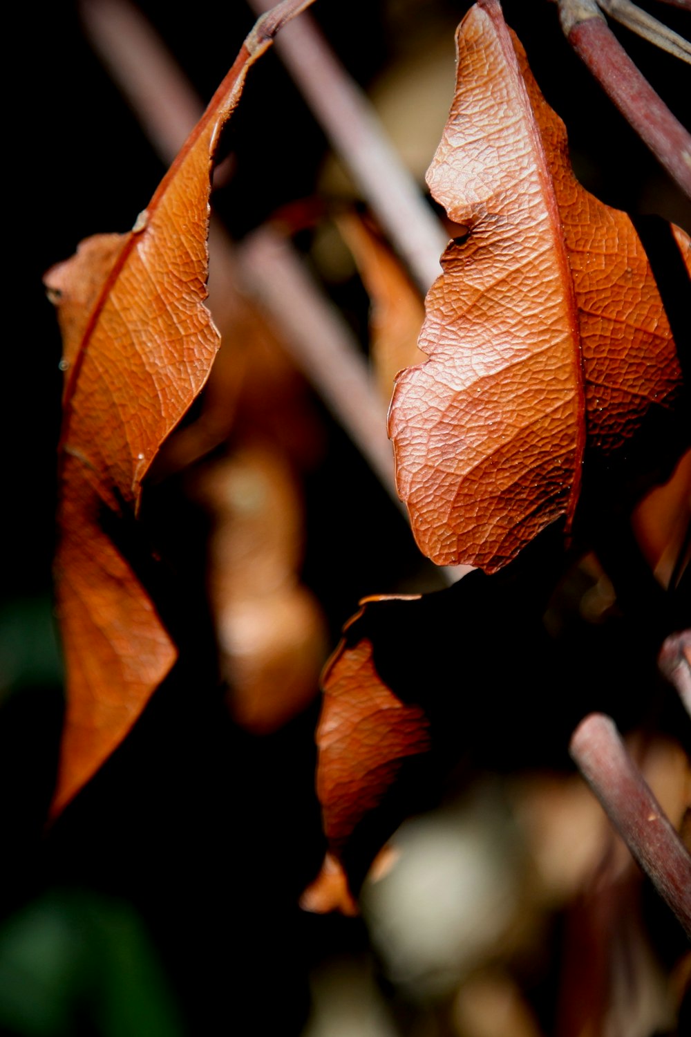 brown leaf in tilt shift lens