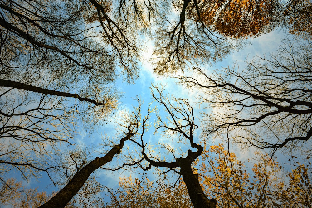 low angle photography of trees during daytime