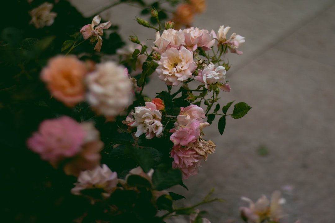 white and pink flowers in tilt shift lens