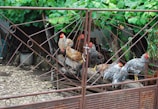A family gathering around the rustic wooden fence with chickens pecking nearby.