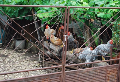 A family gathering around the rustic wooden fence with chickens pecking nearby.