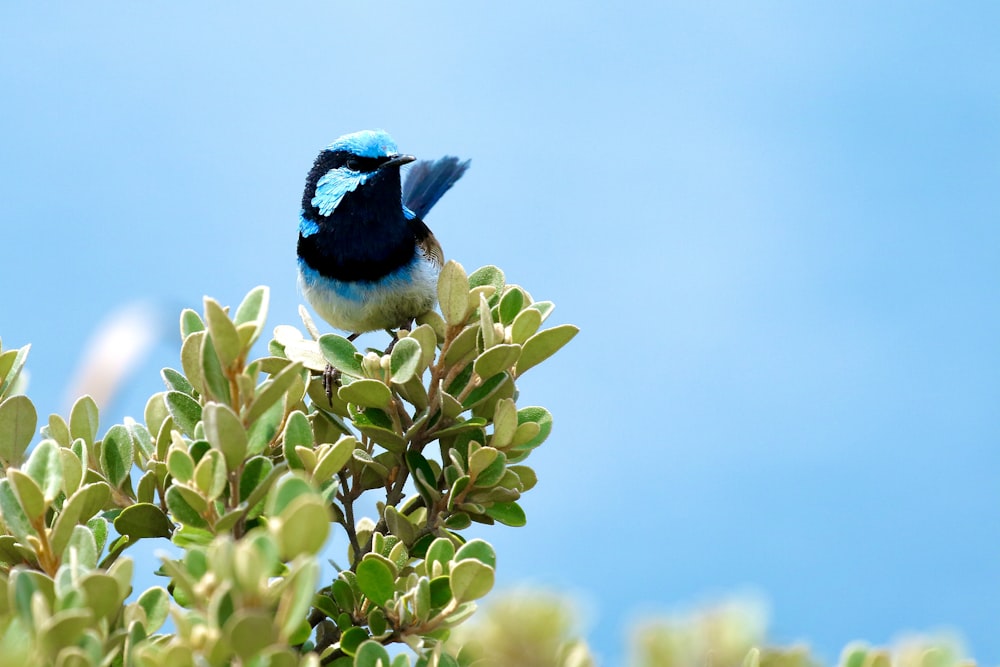 blue and white bird on green plant during daytime