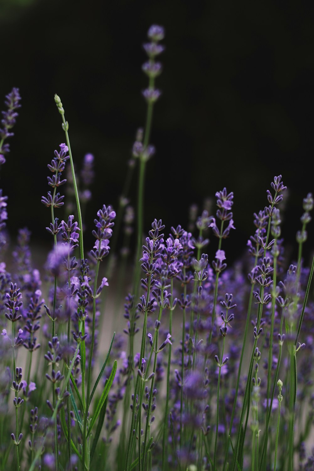 purple flower in close up photography