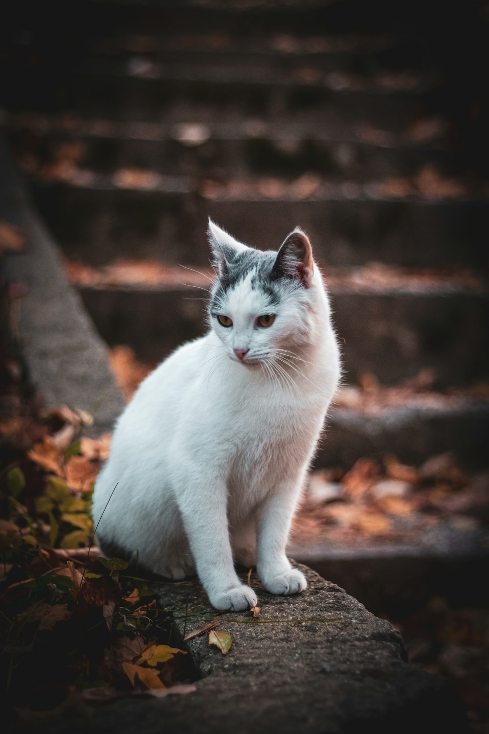 white cat on brown dried leaves