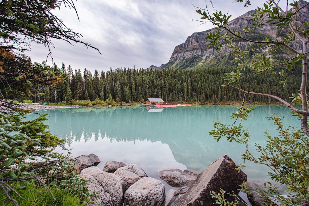 green trees beside body of water during daytime