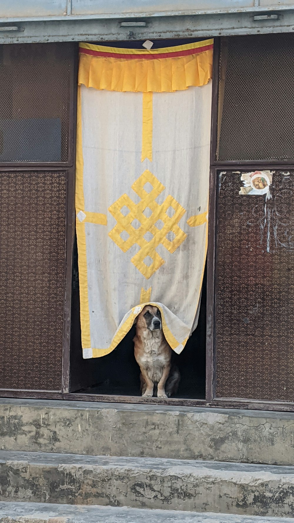 brown short coated dog on white and yellow textile