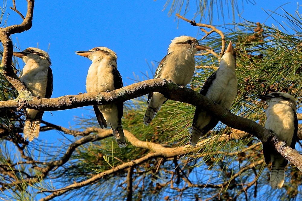 two white birds on brown tree branch during daytime