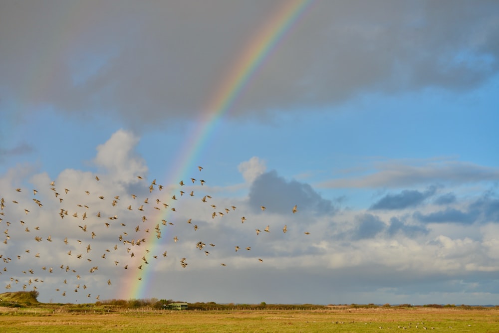 flock of birds flying over the field during daytime