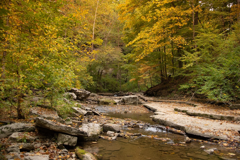 green and yellow trees beside river during daytime