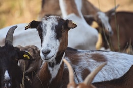 A group of goats is gathered closely together, with one goat prominently in the foreground. The goats have various fur colors, including white, brown, and black. The goat in the center has distinctive markings and a tag on its ear.