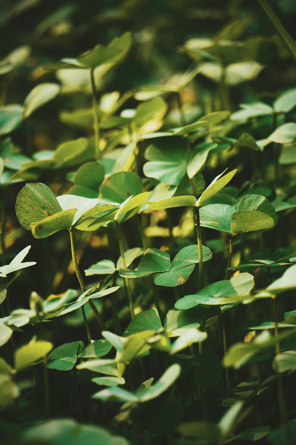 green butterfly perched on green leaf in close up photography during daytime