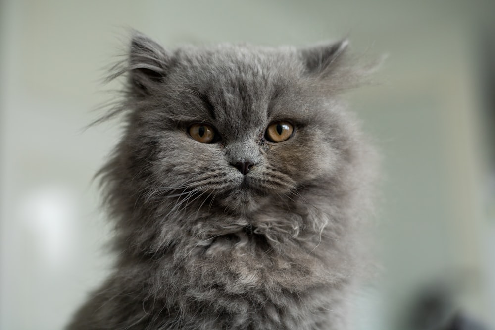 gray and white long fur cat