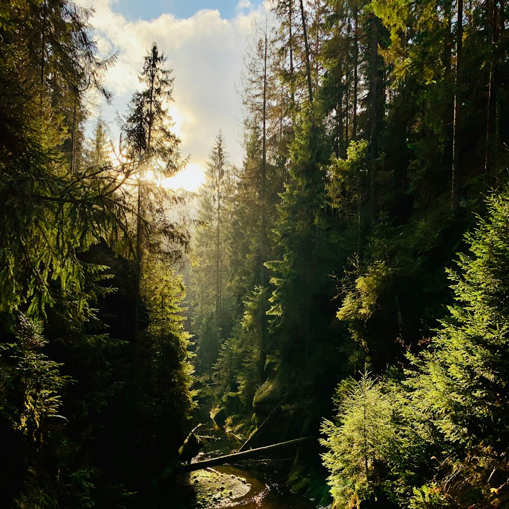 green trees under blue sky during daytime