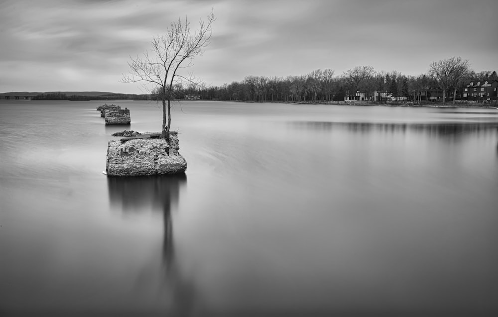 grayscale photo of bare tree near body of water