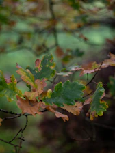A peaceful outdoor scene with autumn leaves in shades of brown and orange, symbolizing growth and change.