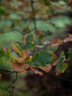Close-up of oak leaves transitioning from green to brown, symbolizing the changing seasons. The background displays a soft focus of more foliage, creating a natural, serene ambiance.