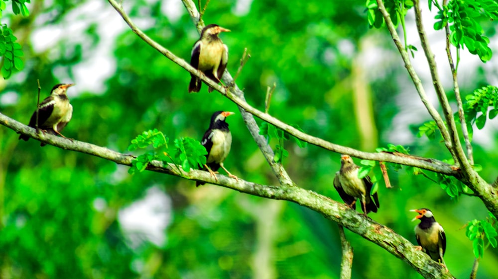 black and yellow bird on tree branch during daytime