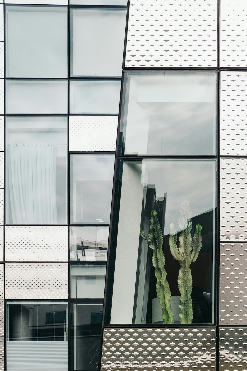 green cactus plant in front of glass window