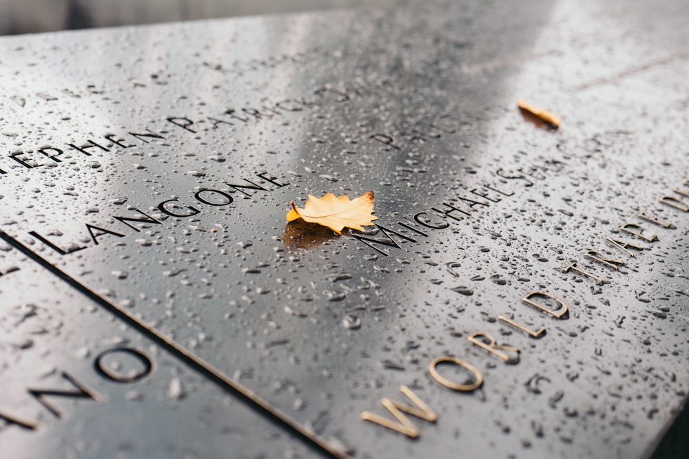 yellow leaf on gray surface