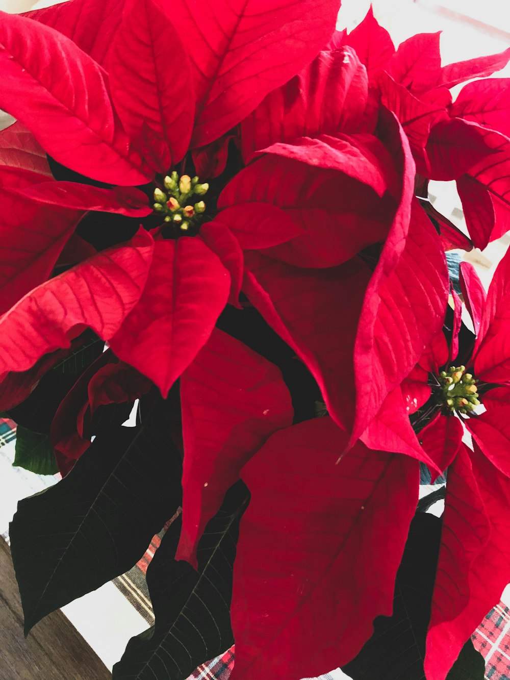 Poinsettia roja en fotografía de cerca