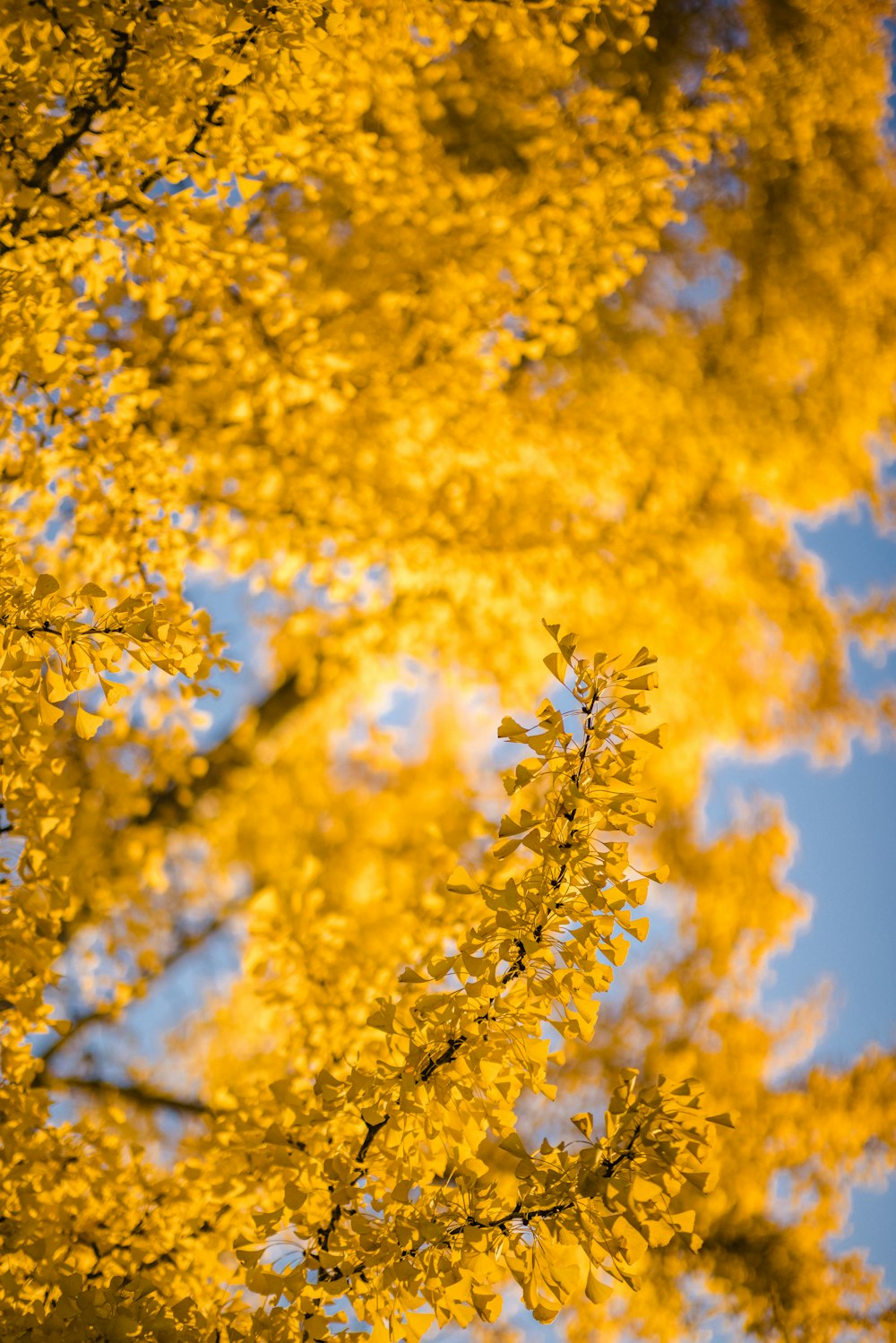 yellow leaf tree under blue sky during daytime