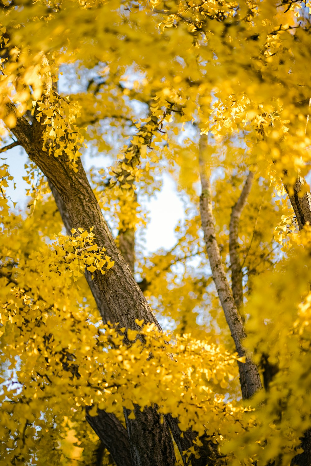 yellow leaves on tree during daytime