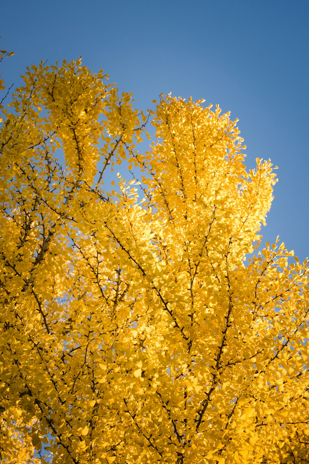 昼間の青空に黄色い葉の木