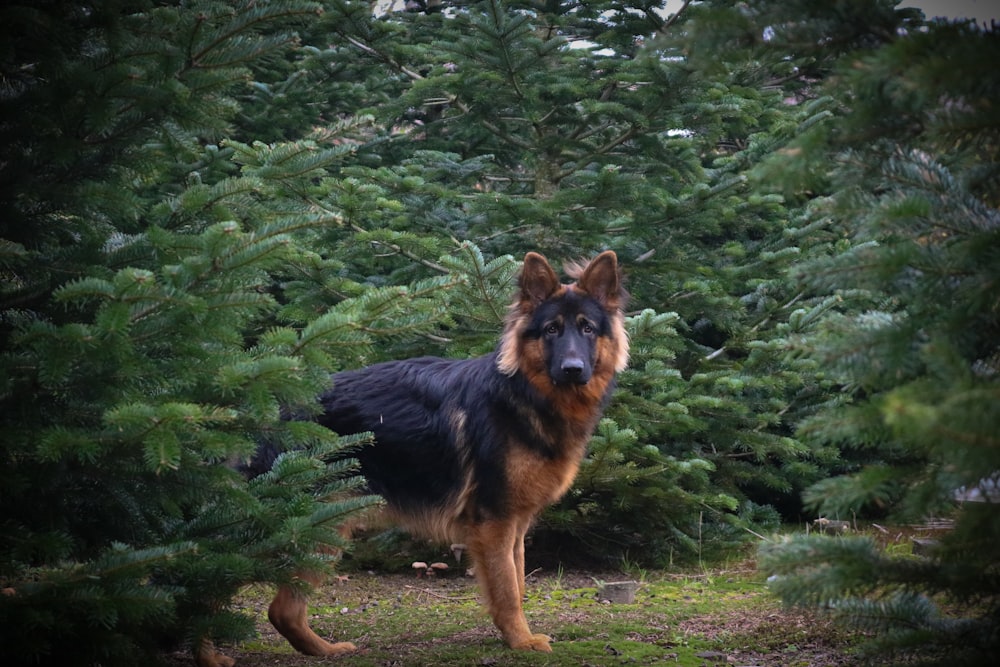 black and tan german shepherd running on green grass field during daytime